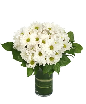 Dazzling Daisy Poms Flower Arrangement  in Batesville, AR | Signature Baskets Flowers & Gifts