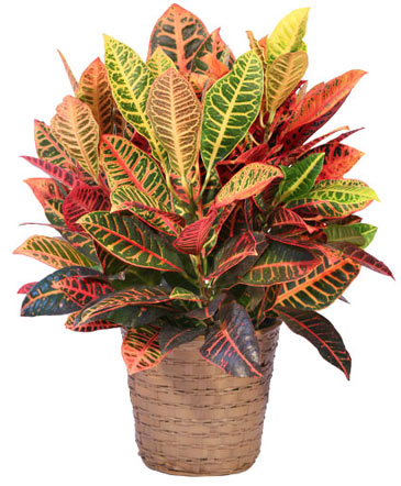 Large Croton House Plant in Batesville, AR | Signature Baskets Flowers & Gifts