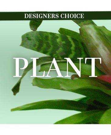Lovely Plant Designer's Choice in Batesville, AR | Signature Baskets Flowers & Gifts