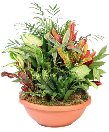Majestic Garden Dish Garden in Batesville, AR | Signature Baskets Flowers & Gifts