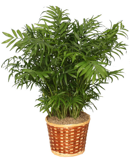 PARLOR PALM PLANT  Chamaedorea elegans 