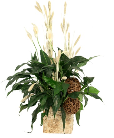 Peace That Passeth House Plants in Batesville, AR | Signature Baskets Flowers & Gifts