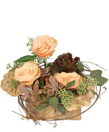 Tranquil Grove House Plant in Batesville, AR | Signature Baskets Flowers & Gifts