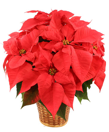 Vibrant Red Poinsettia Flowering Plant in Batesville, AR | Signature Baskets Flowers & Gifts