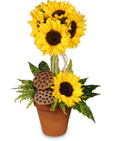 POT O' SUNFLOWERS Topiary Arrangement