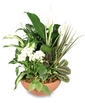 BLOOMING DISH GARDEN Green & Blooming Plants