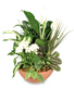 BLOOMING DISH GARDEN Green & Blooming Plants