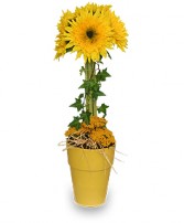 GOLD RUSH Floral Topiary in Batesville, AR | SIGNATURE BASKETS FLOWERS & GIFTS