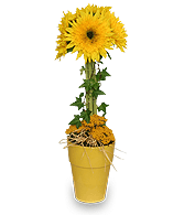 GOLD RUSH Floral Topiary