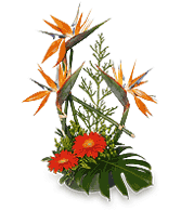 ISLAND INFLUENCED Arrangement