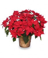 RADIANT POINSETTIA  Blooming Plant in Batesville, AR | SIGNATURE BASKETS FLOWERS & GIFTS