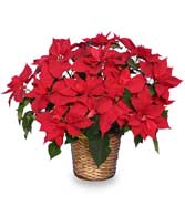 RADIANT POINSETTIA  Blooming Plant