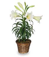 TRADITIONAL EASTER LILY Flowering Easter Plant