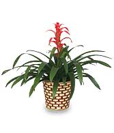 TROPICAL BROMELIAD PLANT  Guzmania lingulata major 