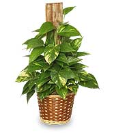 GOLDEN POTHOS PLANT  Scindaspus aureus 