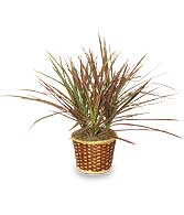 RED MARGINED DRACAENA   Dracaena marginata 