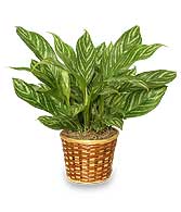 CHINESE EVERGREEN PLANT  Aglaonema commutatum 