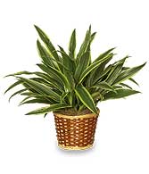 STRIPED DRACAENA PLANT  Dracaena deremensis  'Warneckei'