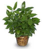 GREEN SCHEFFLERA PLANT  Brassia actinophylla 