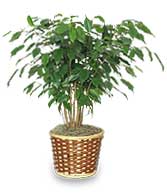 BENJAMIN FIG TREE  Ficus benjamina 