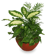 LUSH GARDEN of Green Plants
