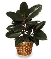 RUBBER PLANT BASKET  Ficus elastica 