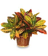 CROTON PLANT BASKET  Codiaeum variegatum pictum 