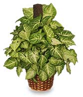 GREEN NEPHTHYTIS PLANT  Syngonium podophyllum 