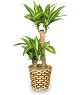 BASKET OF CORN PLANTS  Dracaena fragrans massangeana 