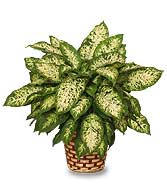 DUMB CANE PLANT  Dieffenbachia picta 