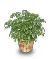 CHINA DOLL ARALIA PLANT  Radermachia sinica 