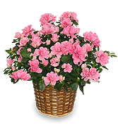 BLOOMING AZALEA PLANT  Rhododendron  hybrid