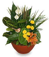 NATURAL TOUCH Dish Garden of Plants