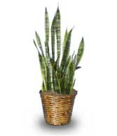 MOTHER-IN-LAW'S TONGUE  Sansevieria trifasciata laurentii 