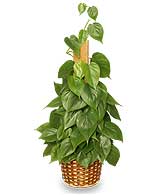 HEARTLEAF PHILODENDRON  Philodendron scandens oxycardium 