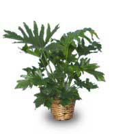 TREE PHILODENDRON  Philodendron selloum  