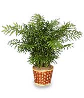 PARLOR PALM PLANT  Chamaedorea elegans 