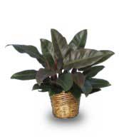 RED PRINCESS PHILODENDRON  Philodendron x 'Red Princess' 