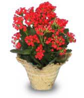 FLOWERING KALANCHOE  Kalanchoe blossfeldiana  