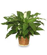 PEACE LILY PLANT    Spathiphyllum clevelandii 