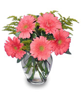 DAISY'S DELIGHT   Pink Gerberas