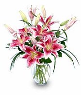 PURELY STARGAZERS Flower Vase