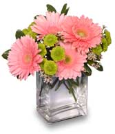 FRUIT SORBET Gerbera Bouquet