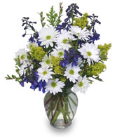 LAZY DAISY & DELPHINIUM Just Because Flowers