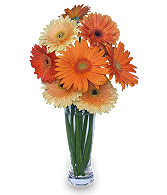 CITRUS COOLER Vase of Gerbera Daisies