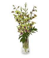 DIVINE DENDROBIUMS Vase of Orchids