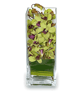 LIVELY LIME GREEN Orchid Arrangement