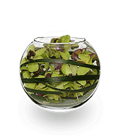 ORCHID BUBBLE BOWL Arrangement