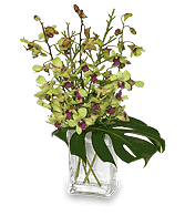 OUT OF THIS WORLD Orchid Arrangement