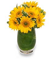 GIRASOLES HERMOSOS Florero